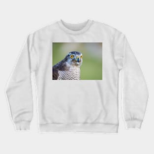 Close up view of a falcon Crewneck Sweatshirt